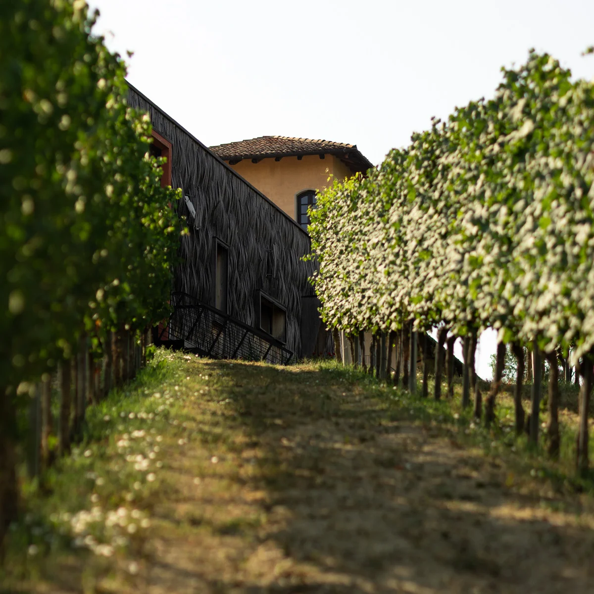 pranzo tra i filari Langhe resort Locanda del Pilone